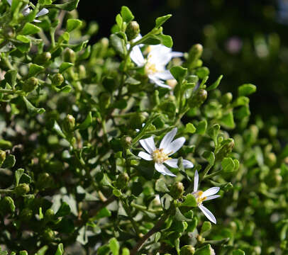 Image de Olearia muelleri (Sonder) Benth.