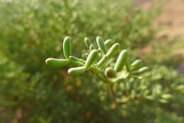 Image of Tetraena coccinea (L.) Beier & Thulin