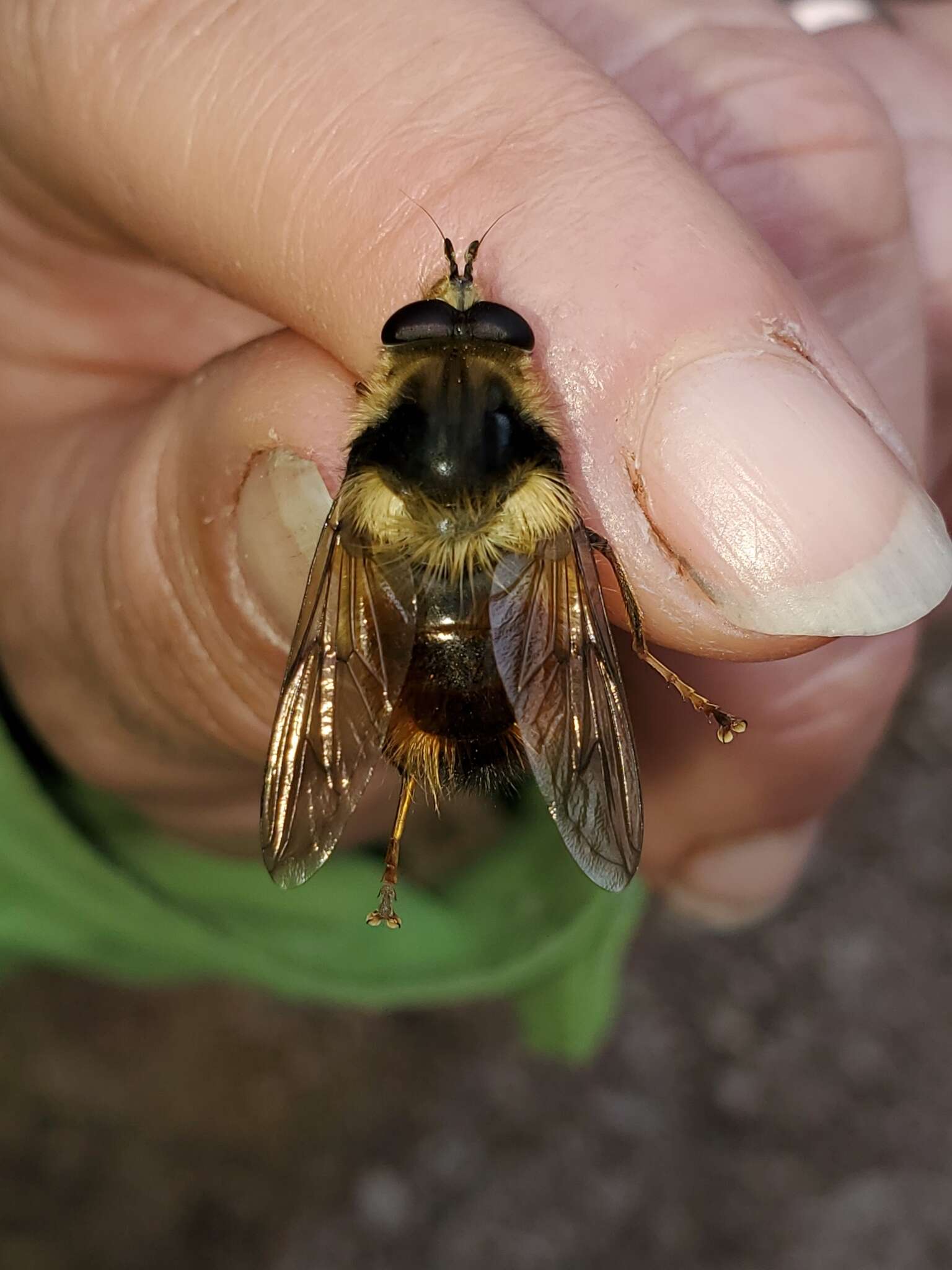 Image de Criorhina bubulcus (Walker 1849)