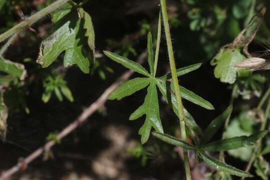 Image of dwarf checkerbloom