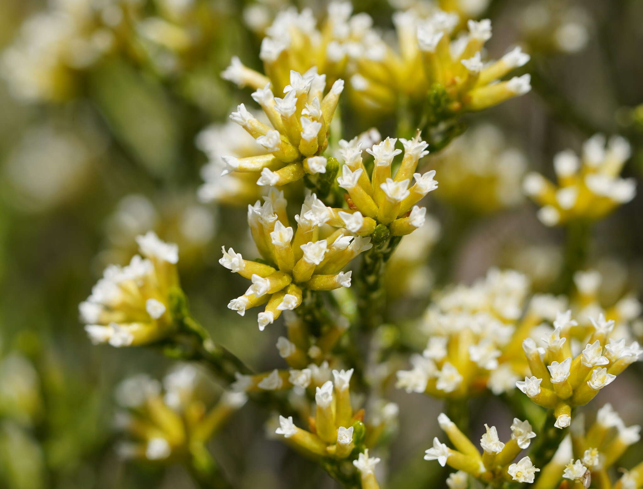 Image de Ozothamnus cupressoides Puttock & D. J. Ohlsen