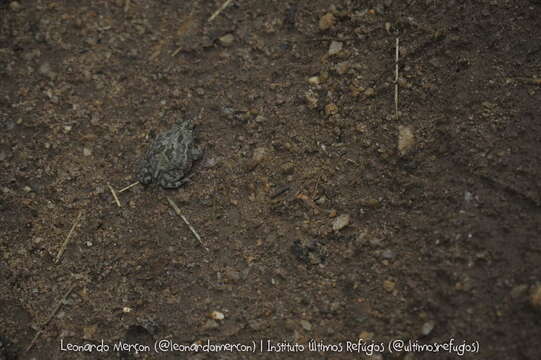 Image of Common Lesser Toad