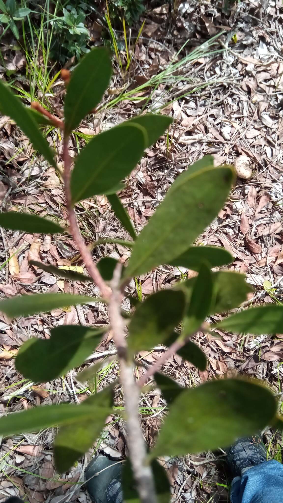 Image of Asteropeia densiflora Baker