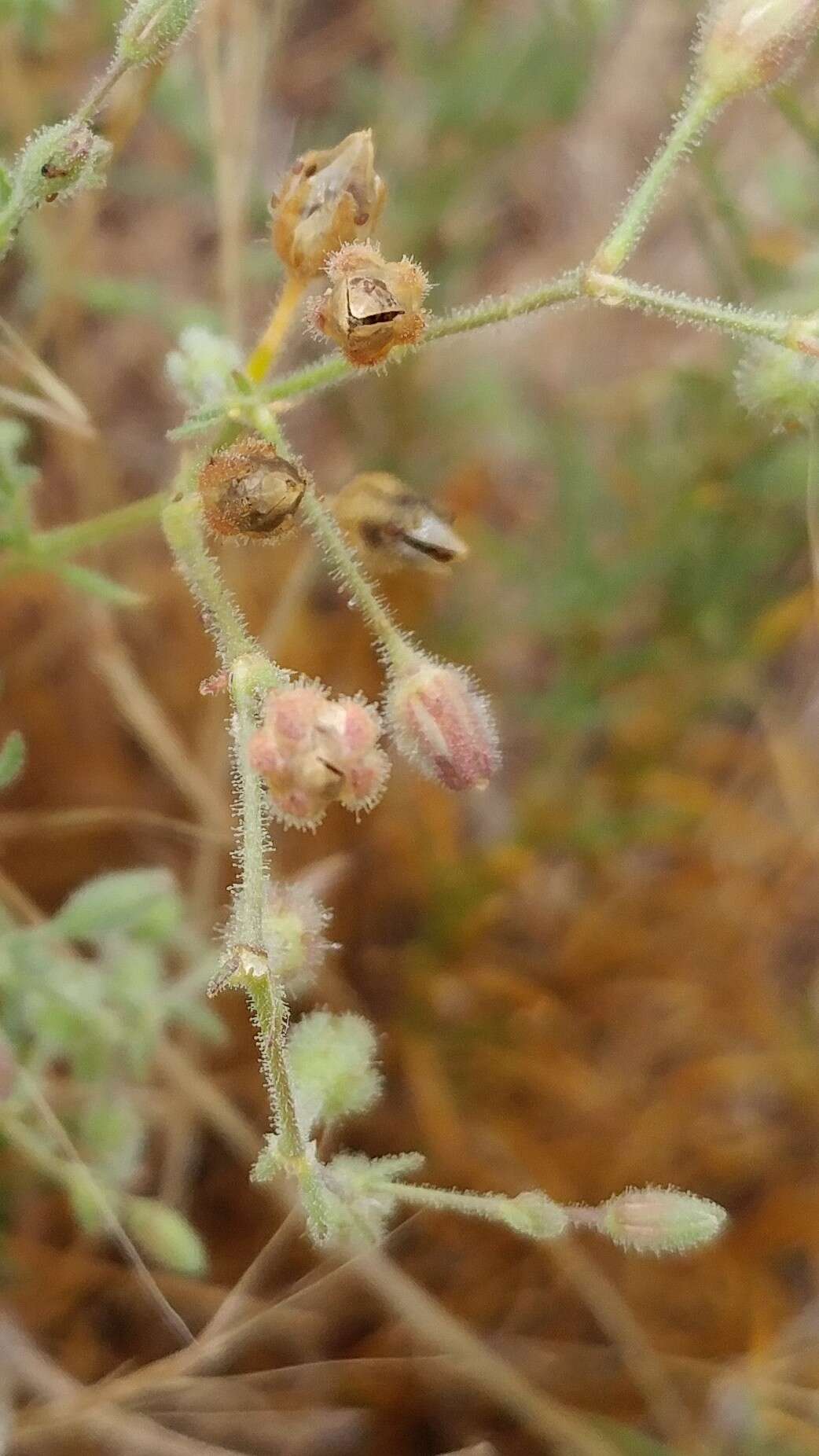 Spergula villosa Persoon的圖片