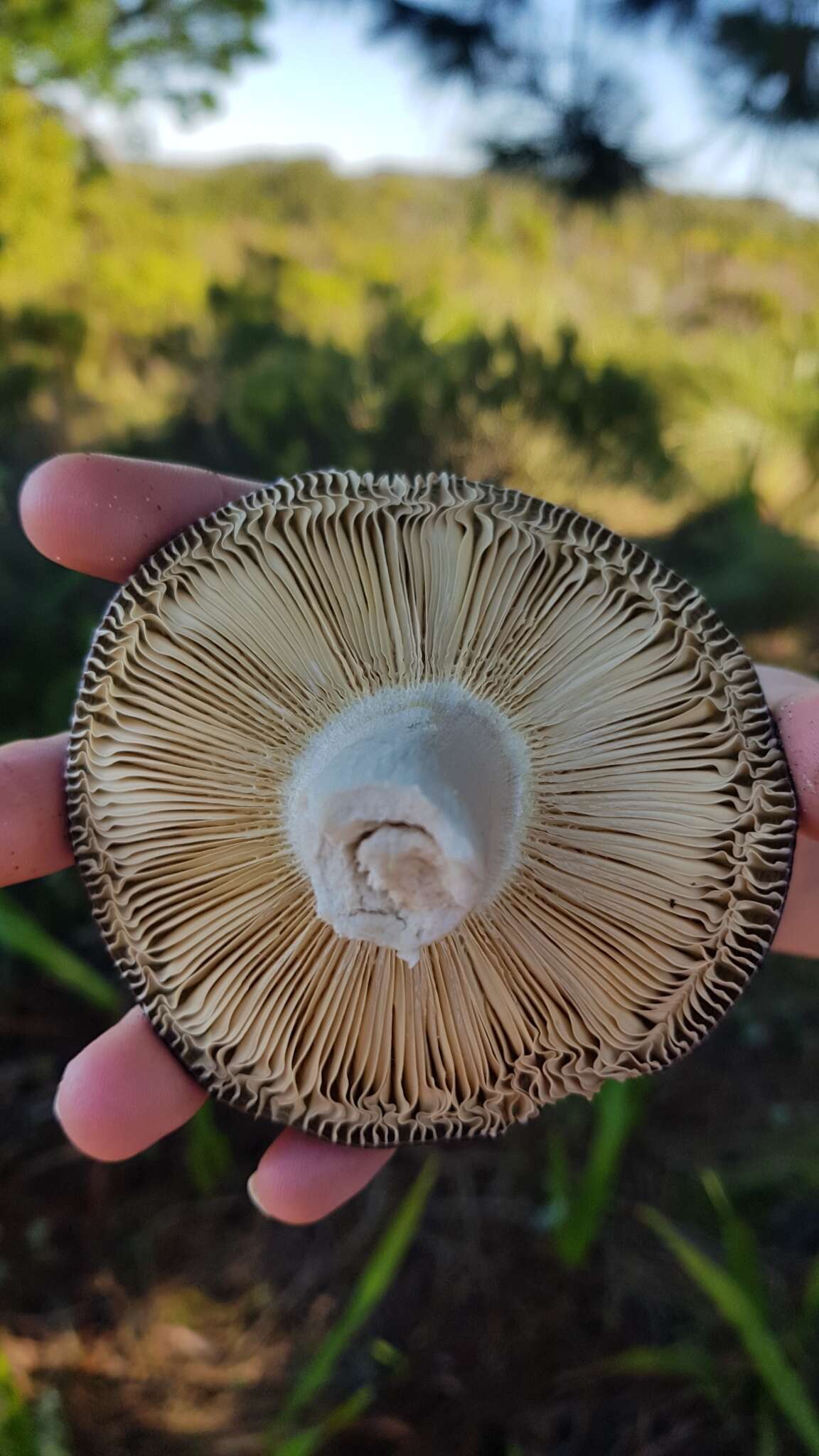 Image of Russula capensis A. Pearson 1950