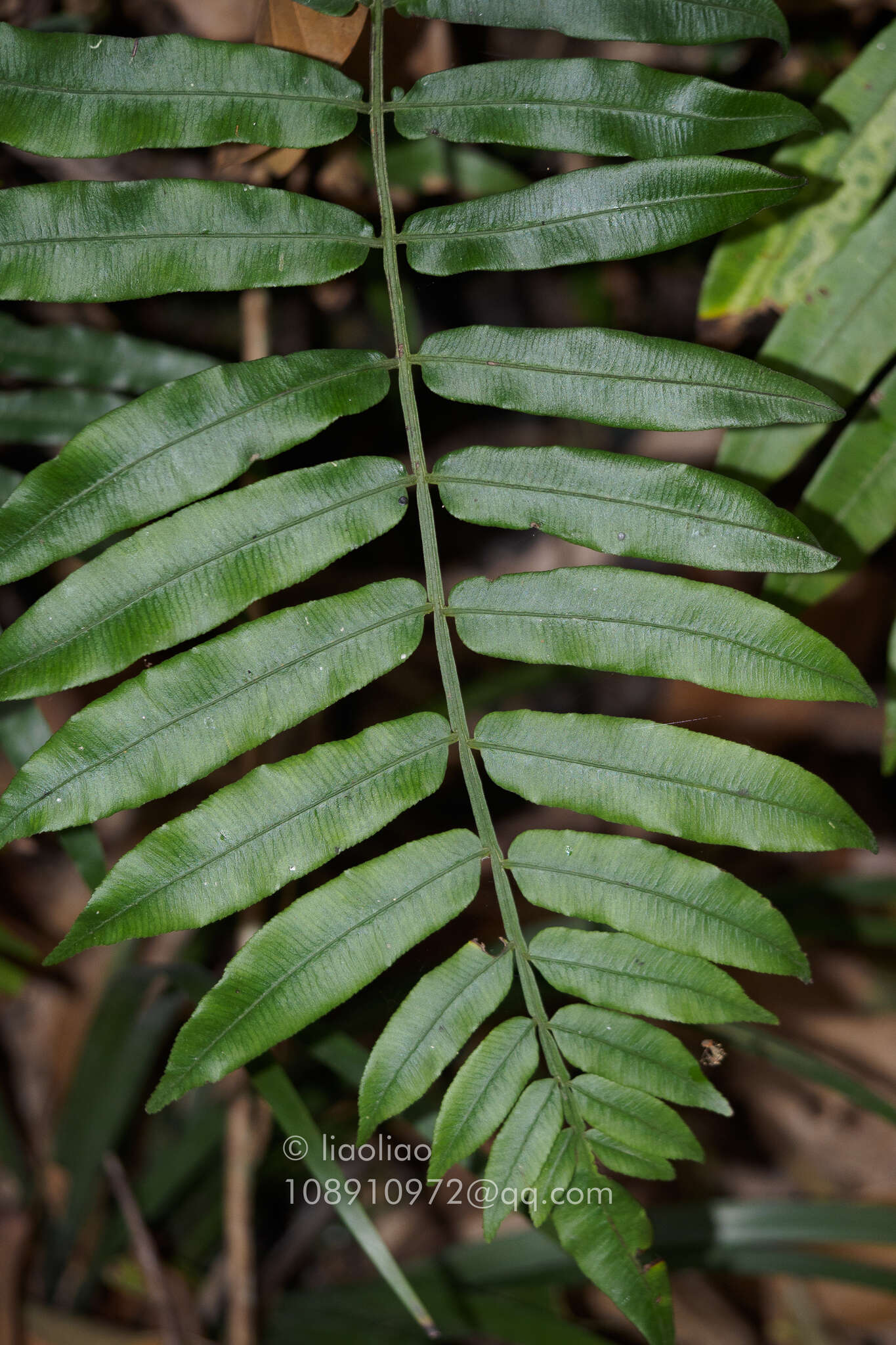 Image of Angiopteris fokiensis Hieron.