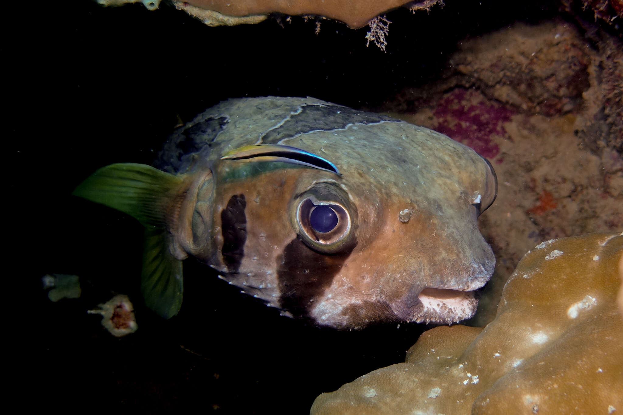 Image of Black-blotched porcupinefish