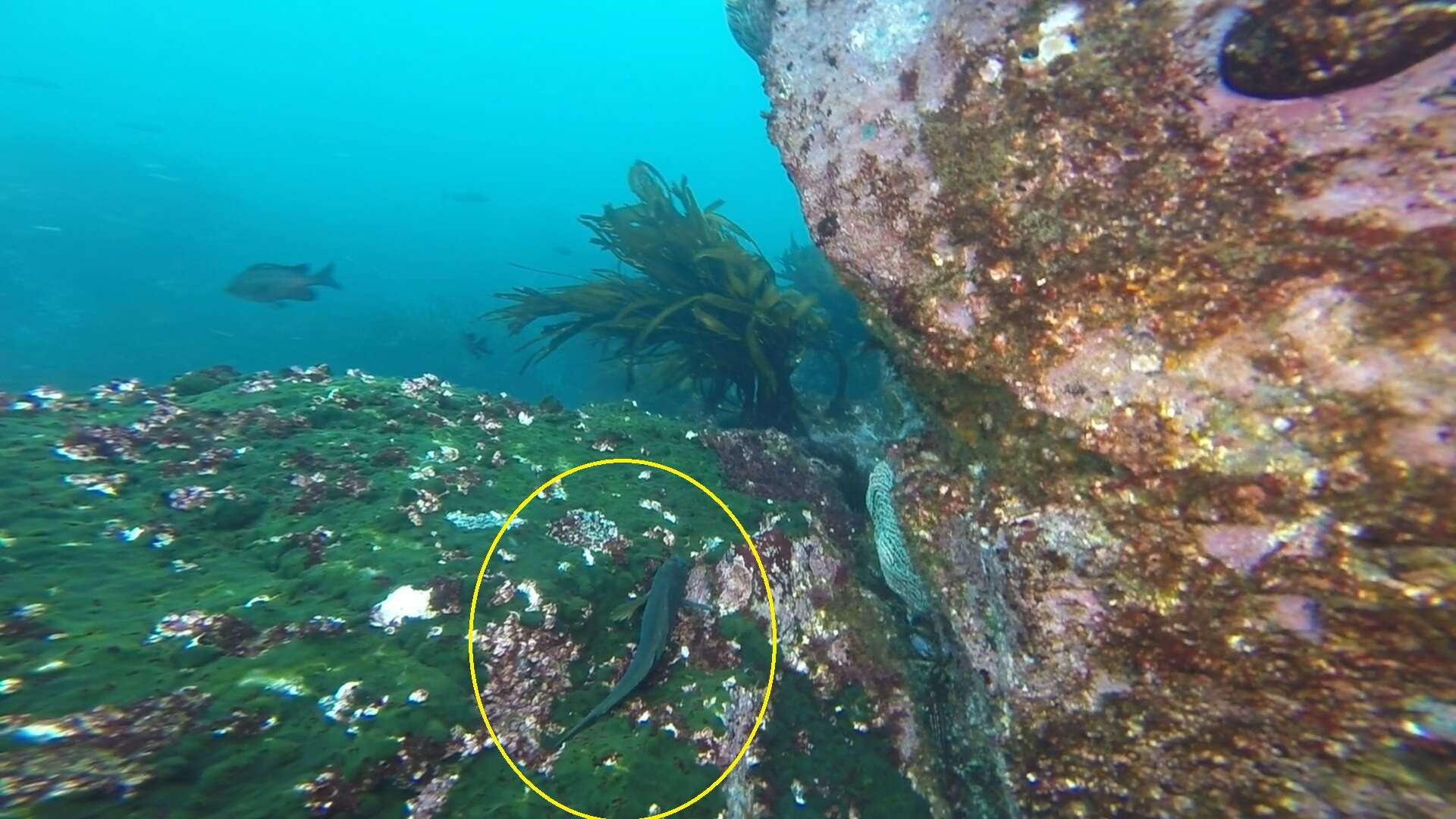 Image of Giant blenny