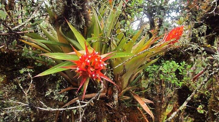 Tillandsia turneri Baker resmi