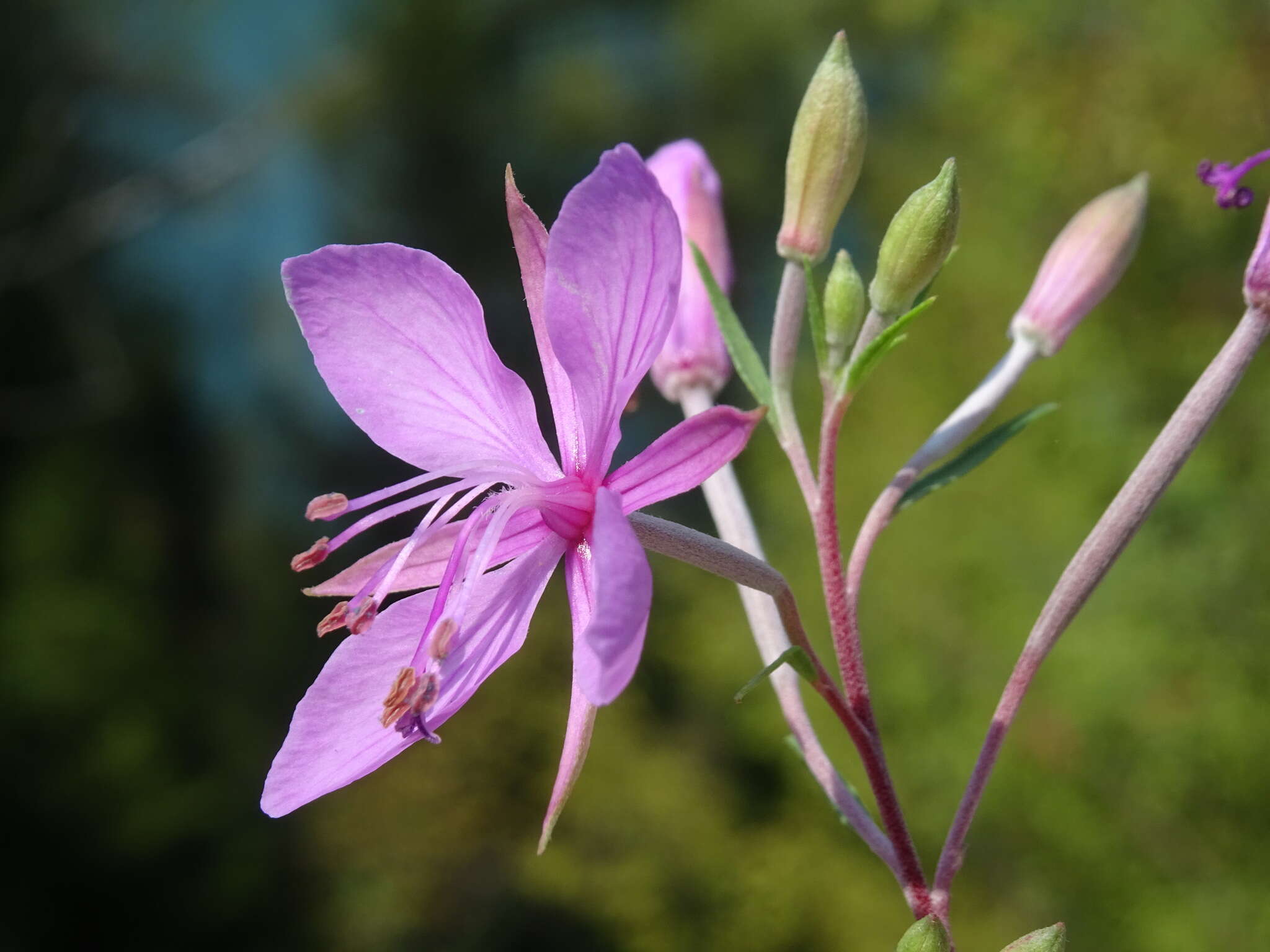 Image de Epilobium dodonaei Vill.