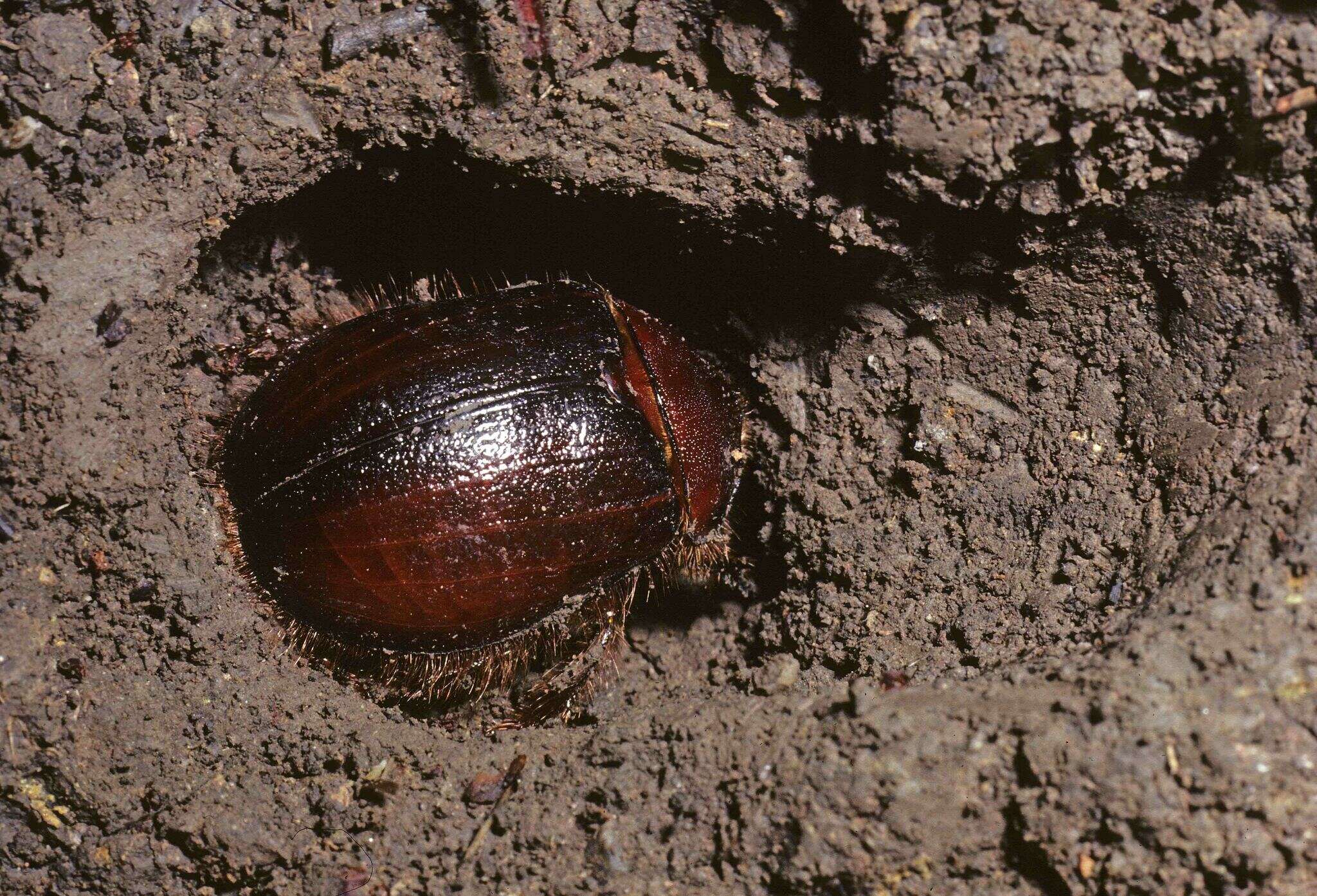 Image de Pleocoma behrensi Le Conte 1874