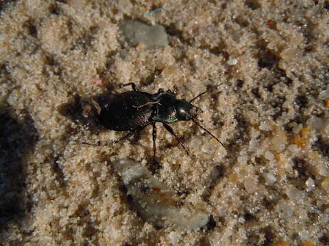 Image of Carabus (Mesocarabus) lusitanicus Fabricius 1801