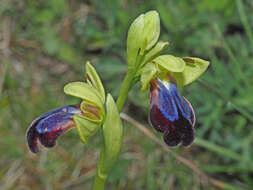 Ophrys fusca subsp. iricolor (Desf.) K. Richt.的圖片