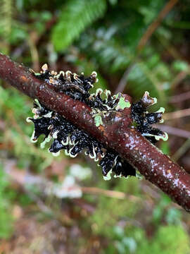 Image of sinuous hypotrachyna lichen