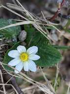 <i>Caltha chionophila</i>的圖片