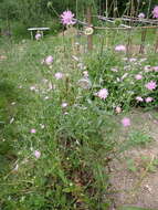 صورة Knautia integrifolia (L.) Bertol.