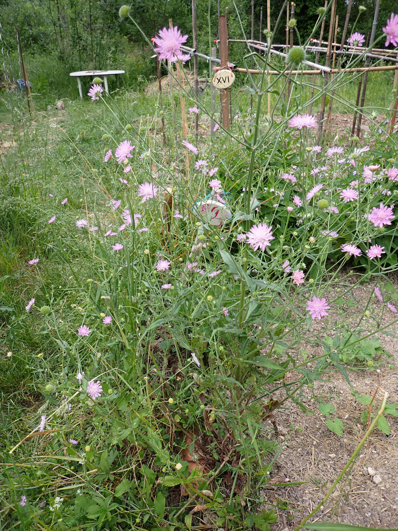 صورة Knautia integrifolia (L.) Bertol.