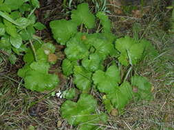 Imagem de Pelargonium odoratissimum (L.) L'Her.