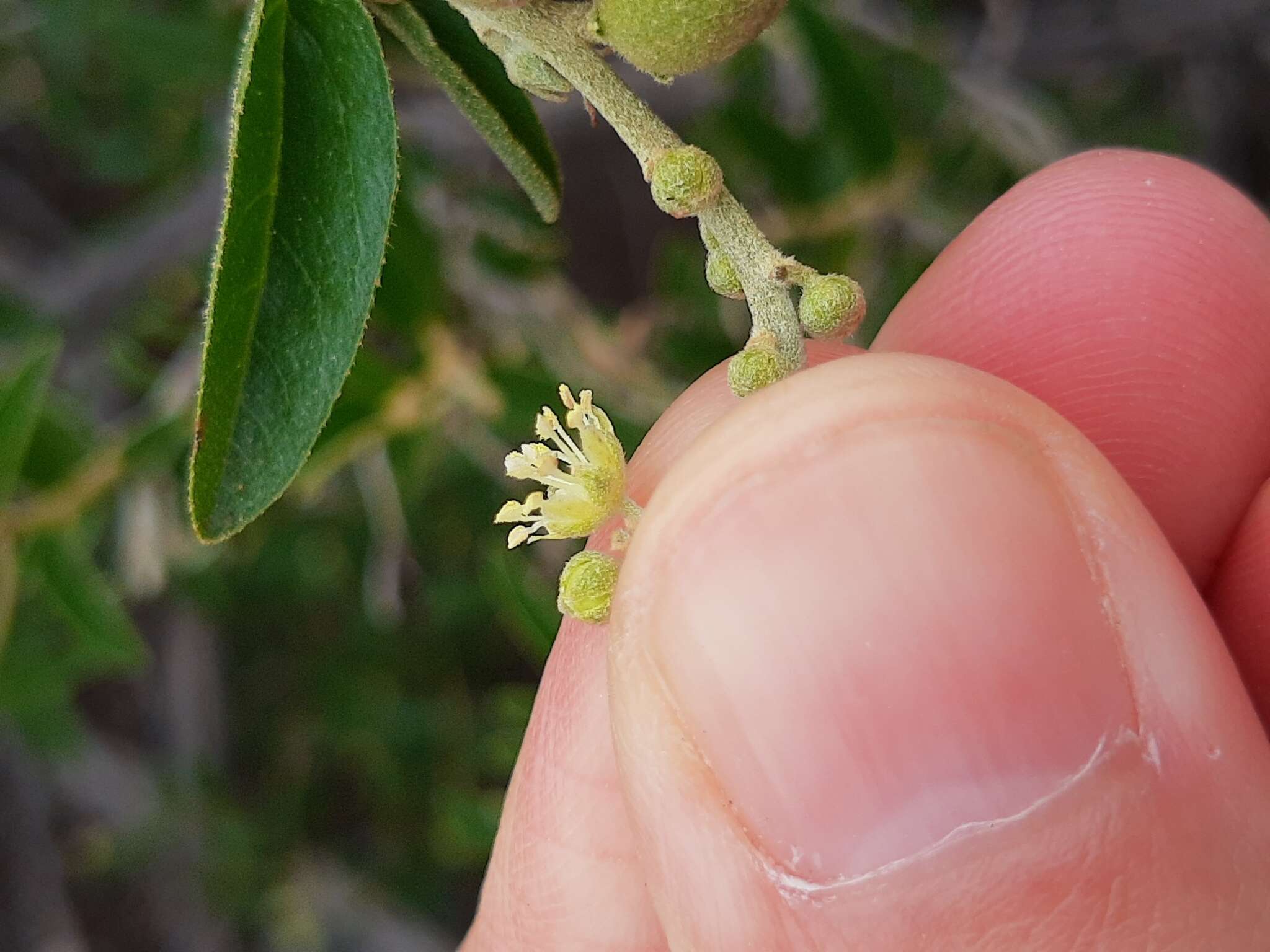 Image of Croton curiosus Croizat