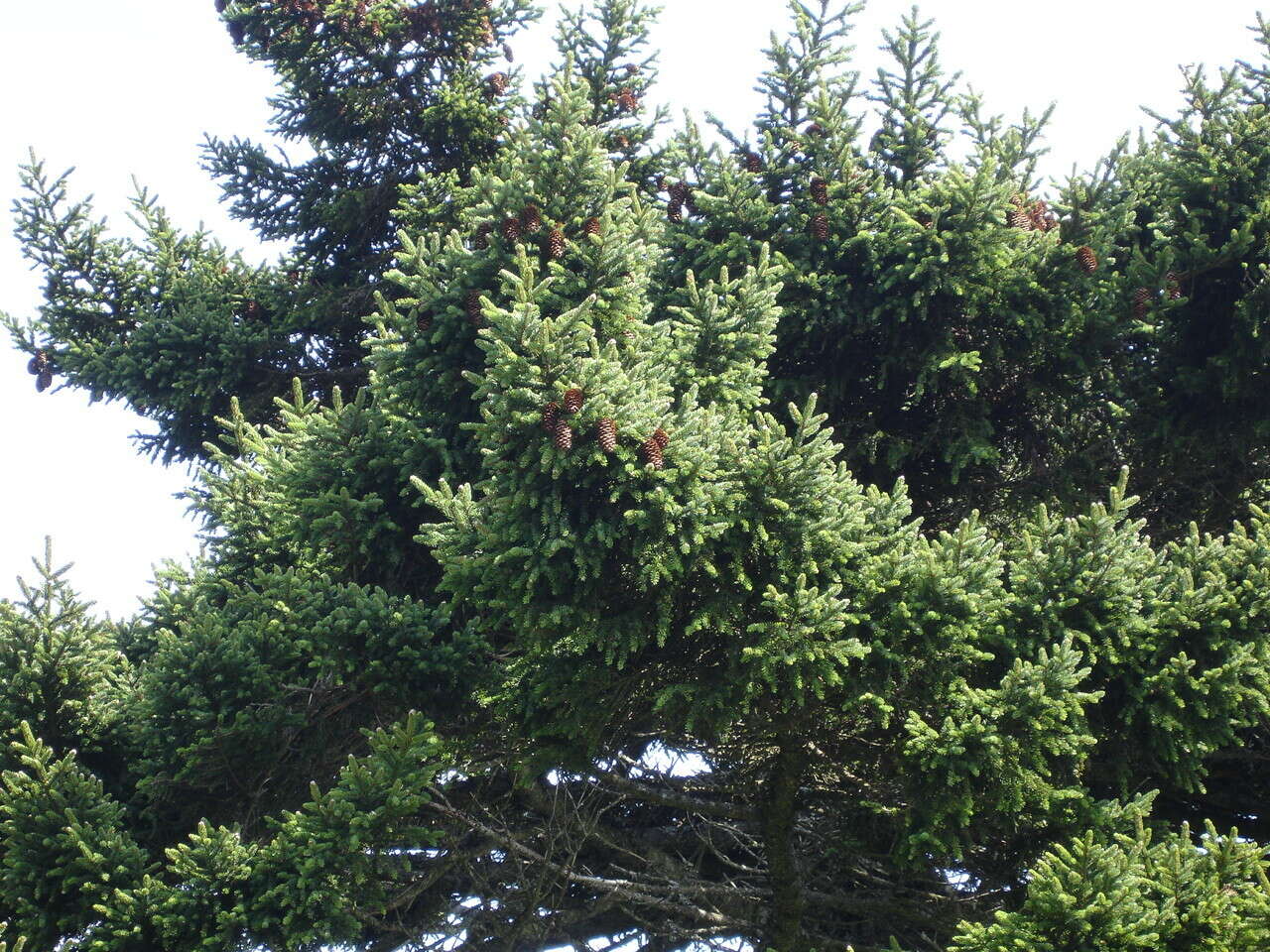 Image of Sakhalin Spruce