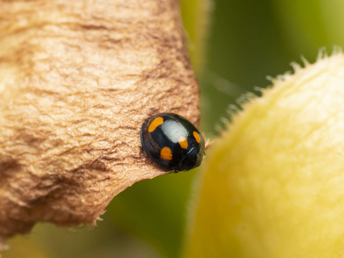 Imagem de Orcus australasiae (Boisduval 1835)