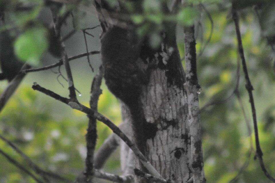 Image of pygmy marmoset