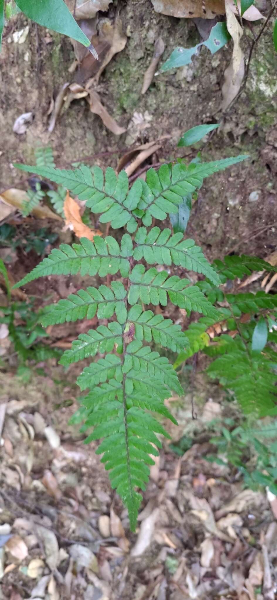 Plancia ëd Athyrium arisanense (Hayata) Tag.