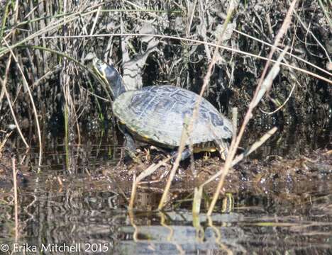 Image of yellow-bellied slider