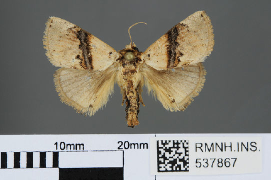 Image of Caissa