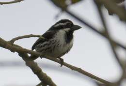 Image of Spot-flanked Barbet