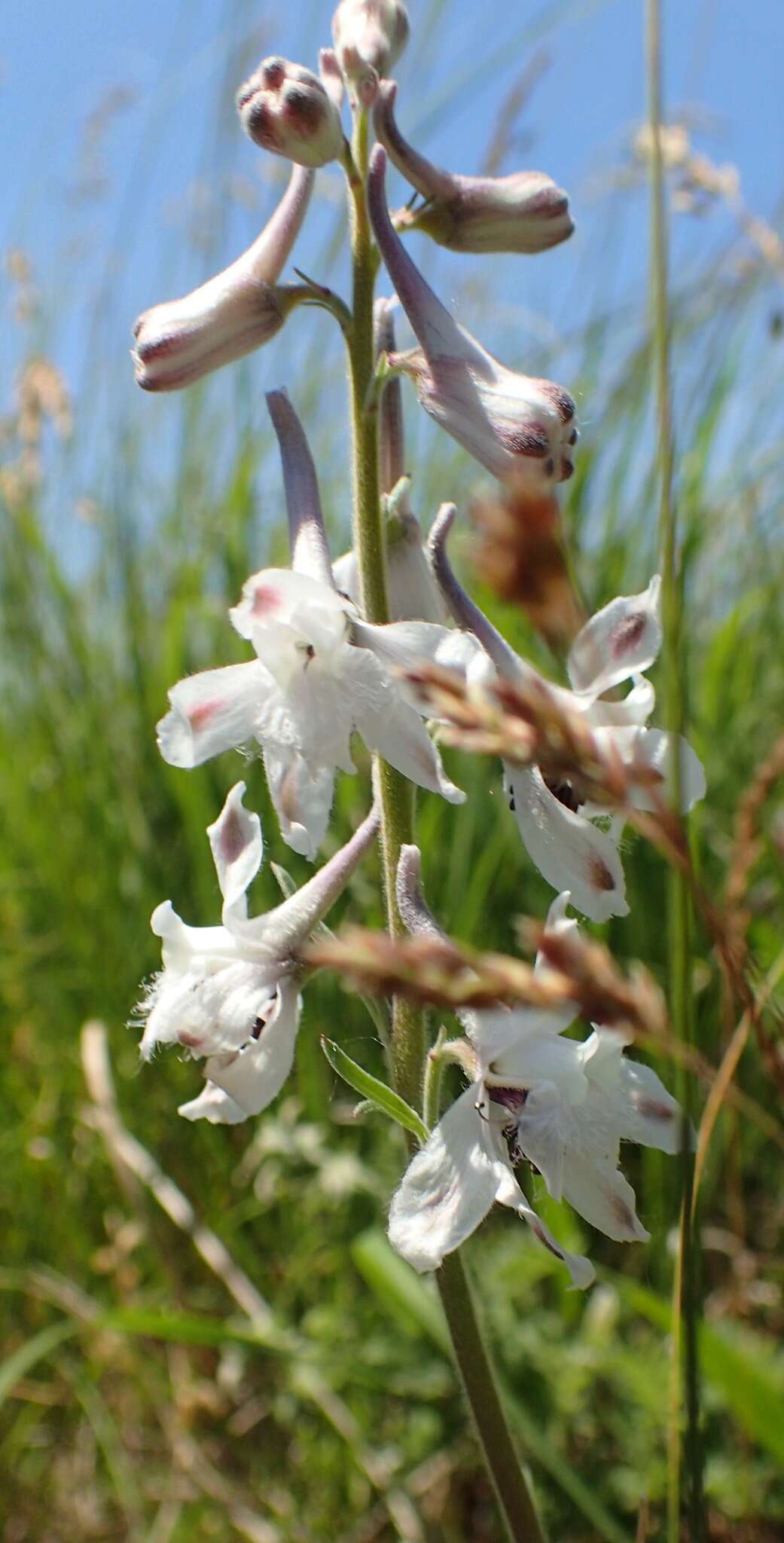 Delphinium carolinianum subsp. virescens (Nutt.) R. E. Brooks的圖片