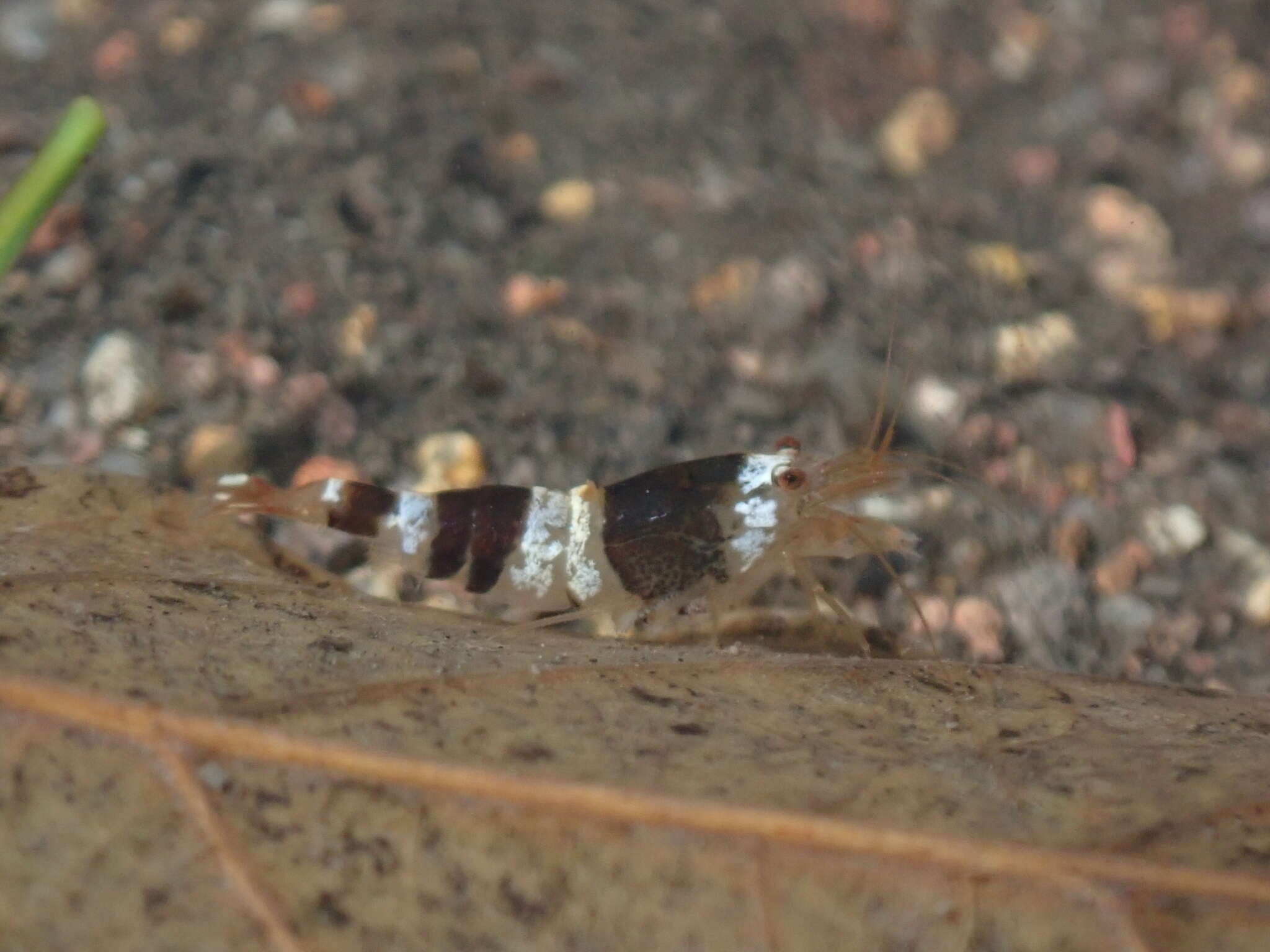 Image of <i>Caridina logemanni</i>