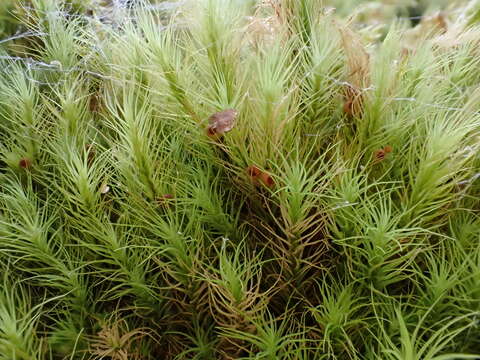 Image of Haller's bartramia moss