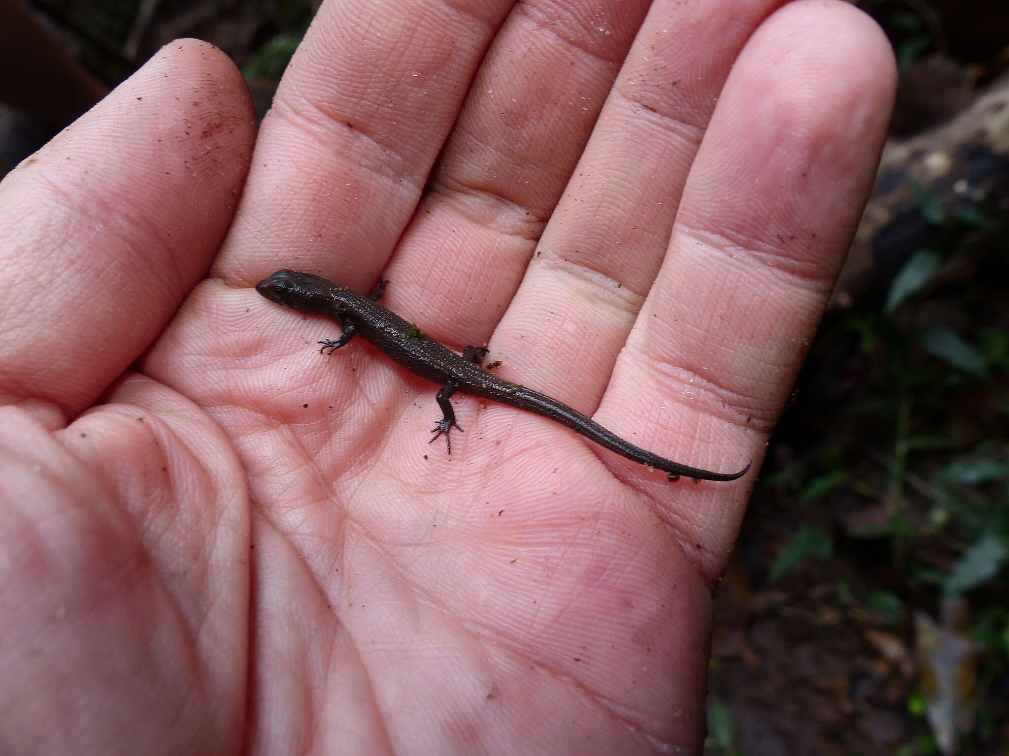 Image of Cophoscincopus greeri Böhme, Schmitz & Ziegler 2000