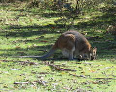 Image of wallaby