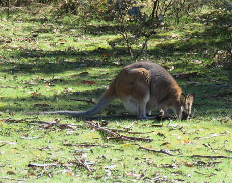 Imagem de Macropus subgen. Notamacropus Dawson & Flannery 1985