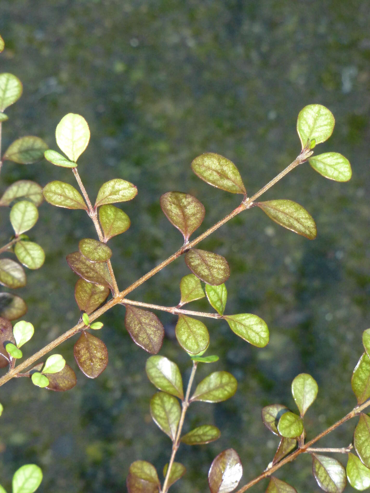 Image of Lophomyrtus ralphii (Hook. fil.) Burret