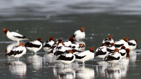 Image of Australian Red-necked Avocet