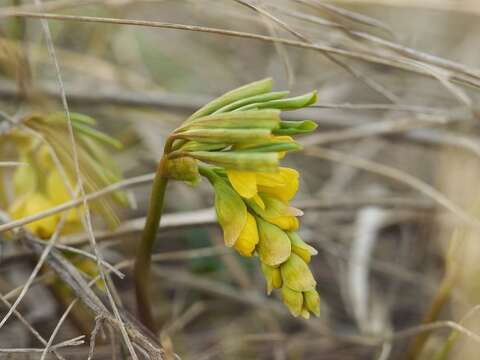 Imagem de Gymnospermium odessanum (DC.) Takhtadzjan