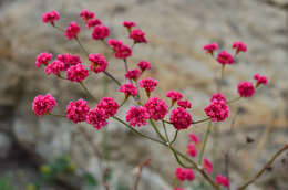 Image of redflower buckwheat