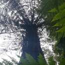 Image of Tree Fern Skirted