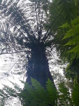 Image of Tree Fern Skirted