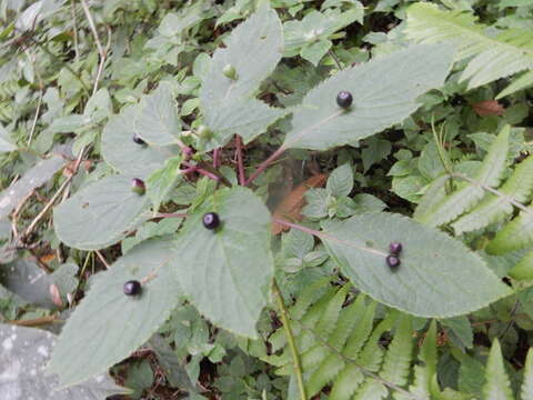 Image of Helwingia japonica subsp. liukiuensis (Hatusima) H. Hara & S. Kurosawa