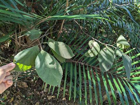 Image of Ehretia dicksonii Hance