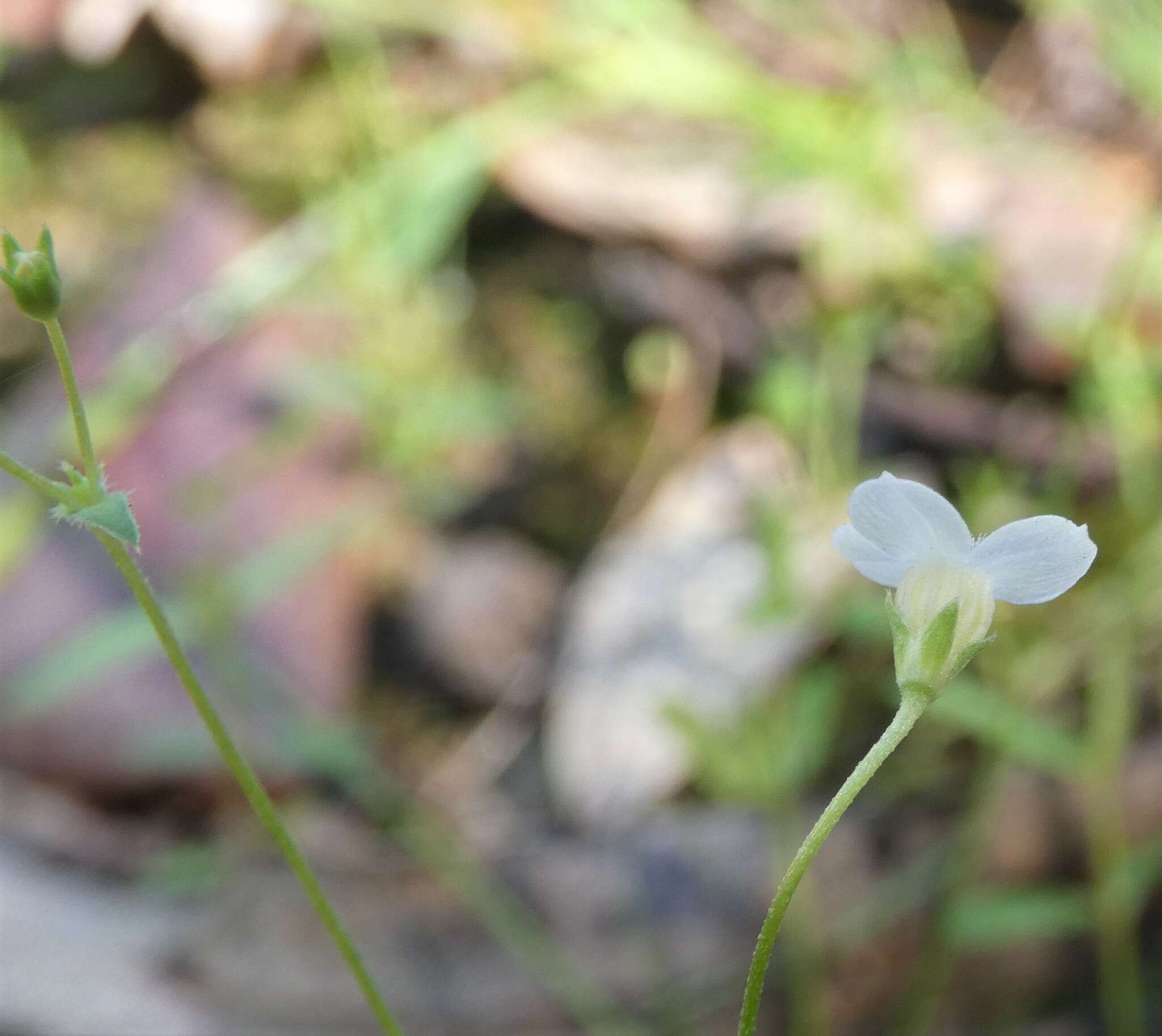 Image of Mitrasacme alsinoides R. Br.