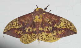 Image of Eacles imperialis pini Michener 1950