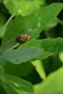 Image de Cassida (Cassida) nebulosa Linnaeus 1758