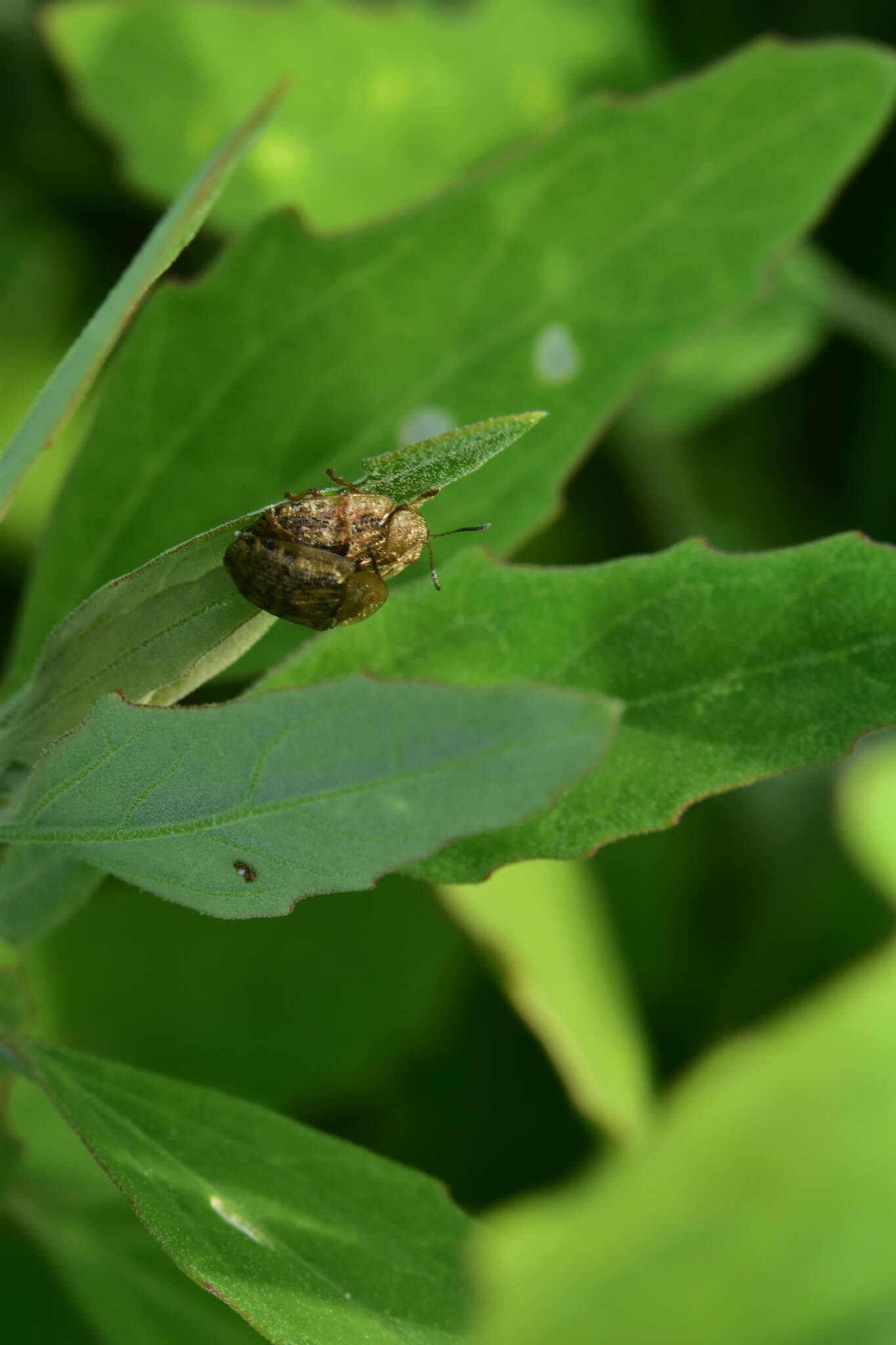 Image de Cassida (Cassida) nebulosa Linnaeus 1758