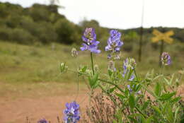 Imagem de Lathyrus pubescens Hook. & Arn.