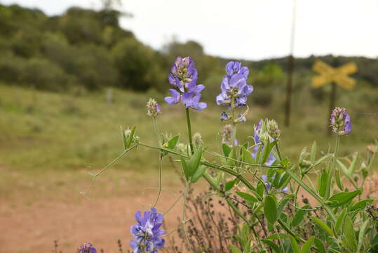 Image of Lathyrus pubescens Hook. & Arn.